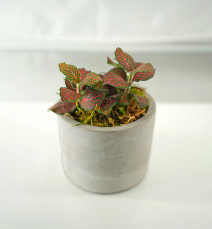 Mini Modern Tropical Desktop Plant Collection