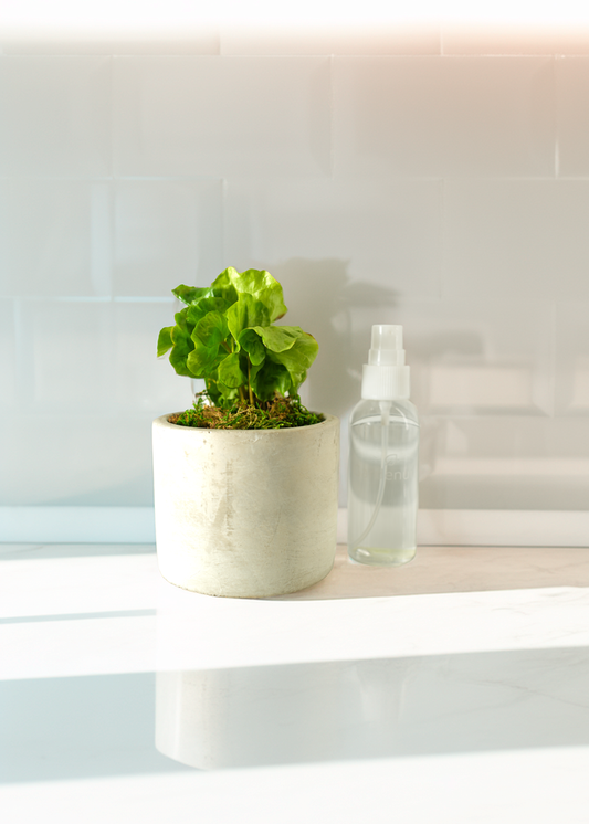 image of Mini Modern Tropical Desktop Plant Collection 