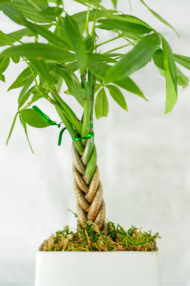 Mini Money Tree Desktop Plant‎ for growing good fortune