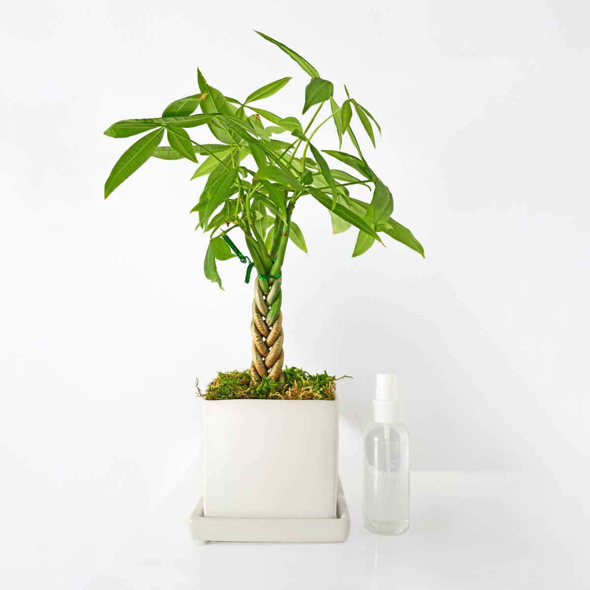Mini Money Tree Desktop Plant‎ for growing good fortune – Gardenuity
