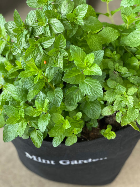 Mint Giftable Garden