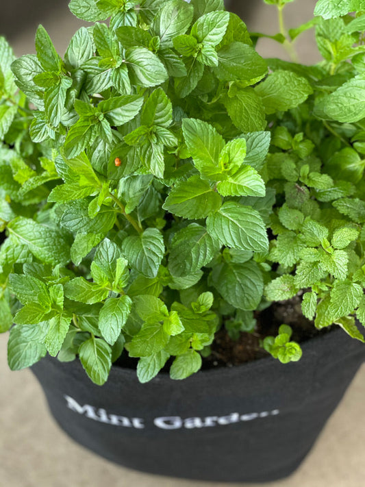 Mint to Be Giftable Garden