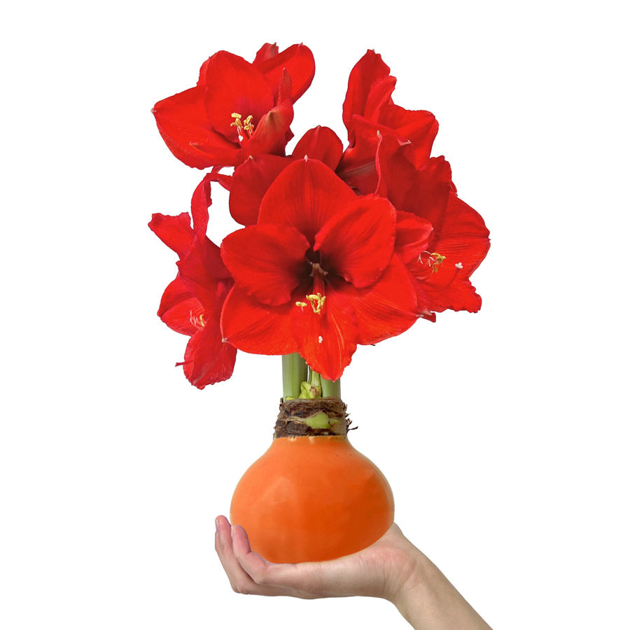 Orange Waxed Amaryllis Bulb with sovereign blooms
