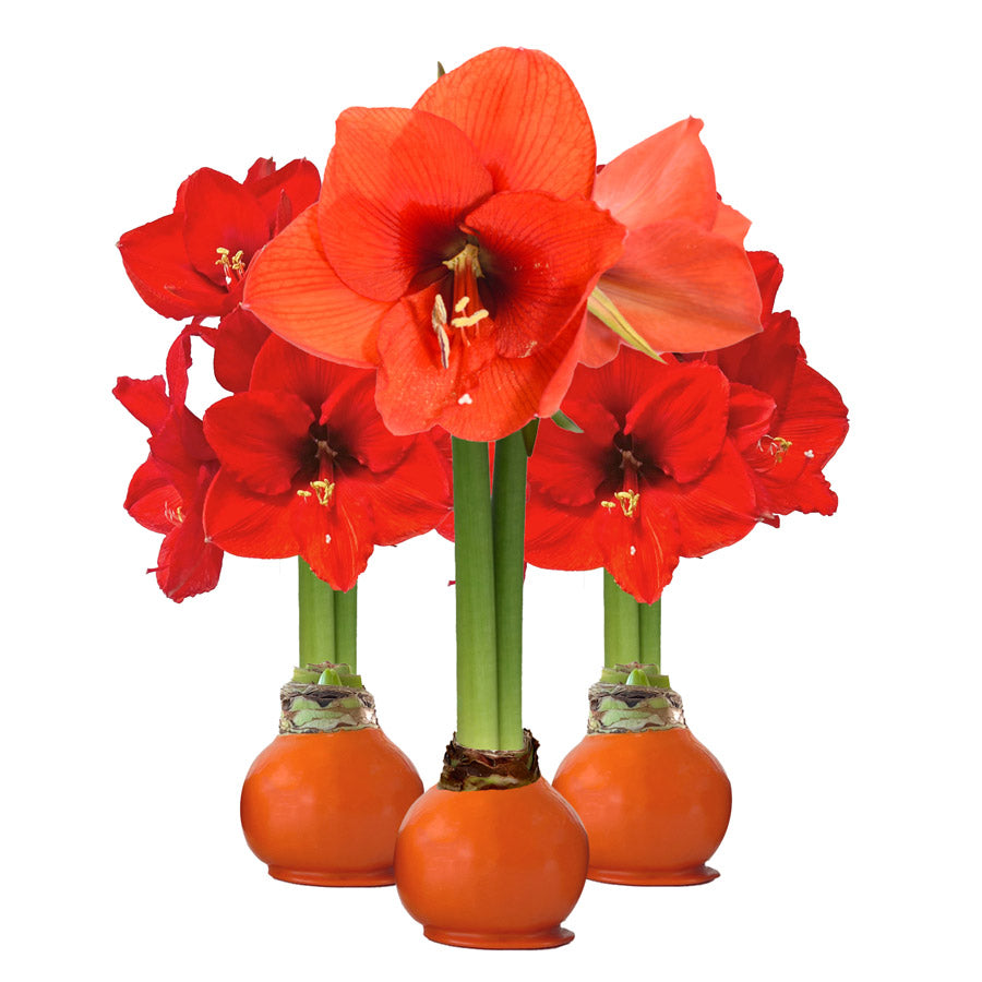 Orange Waxed Amaryllis Bulb with sovereign blooms