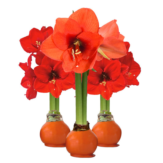 Orange Waxed Amaryllis Bulb ‎ with sovereign blooms