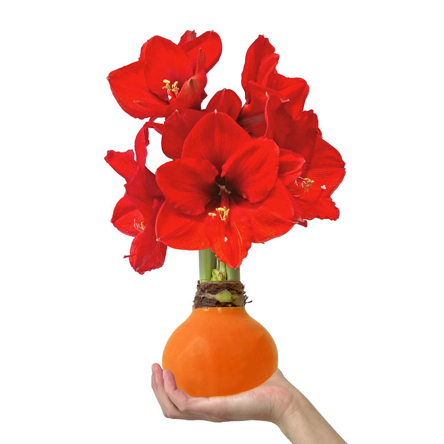 Fall Waxed Amaryllis Bulb‎ with sovereign blooms
