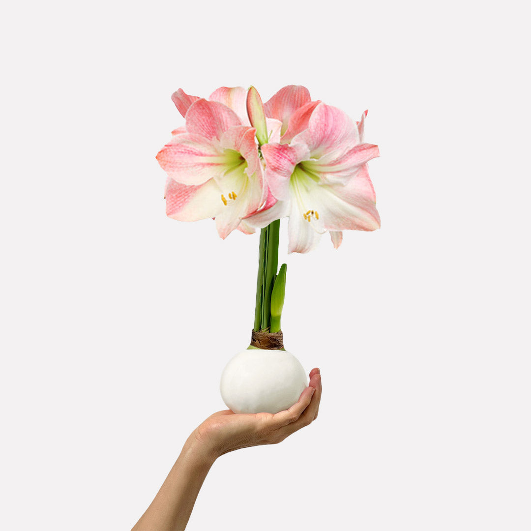 Hope Grows Waxed Appleblossom Amaryllis Bulb‎ in support of Breast Cancer Awareness Month