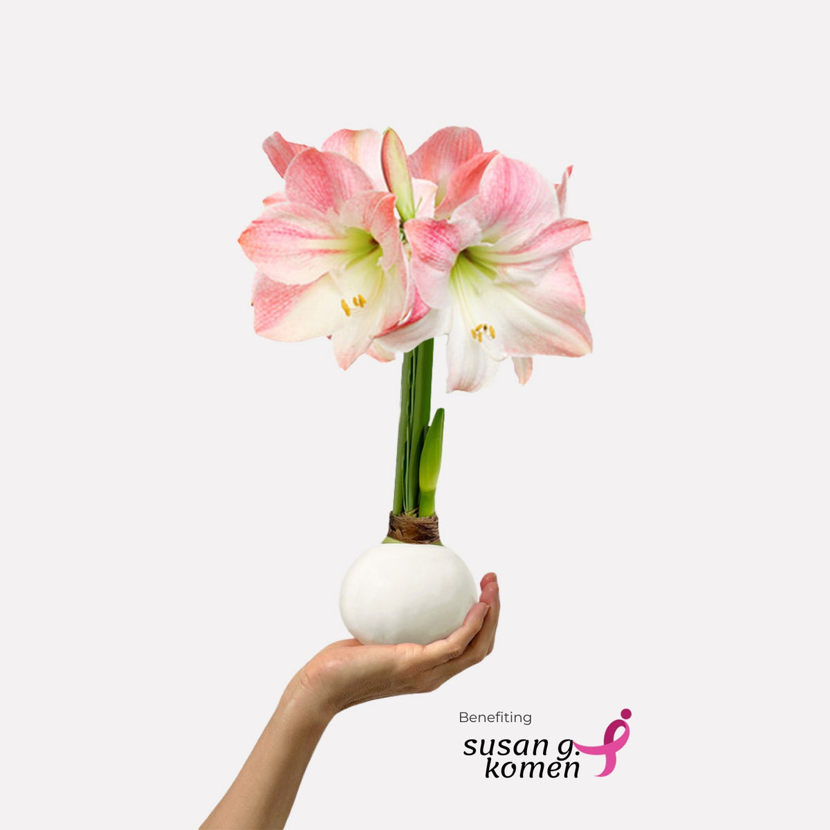 Hope Grows Waxed Appleblossom Amaryllis Bulb‎ in support of Breast Cancer Awareness Month