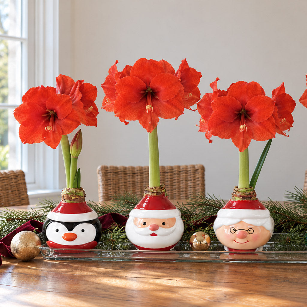 Penguin Waxed Amaryllis Collector's Bulb‎ with sovereign blooms