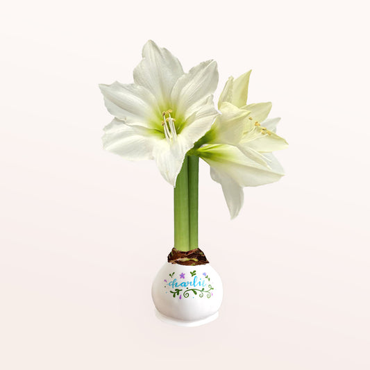 Personalized White Waxed Amaryllis Bulb‎ with bright white blooms image