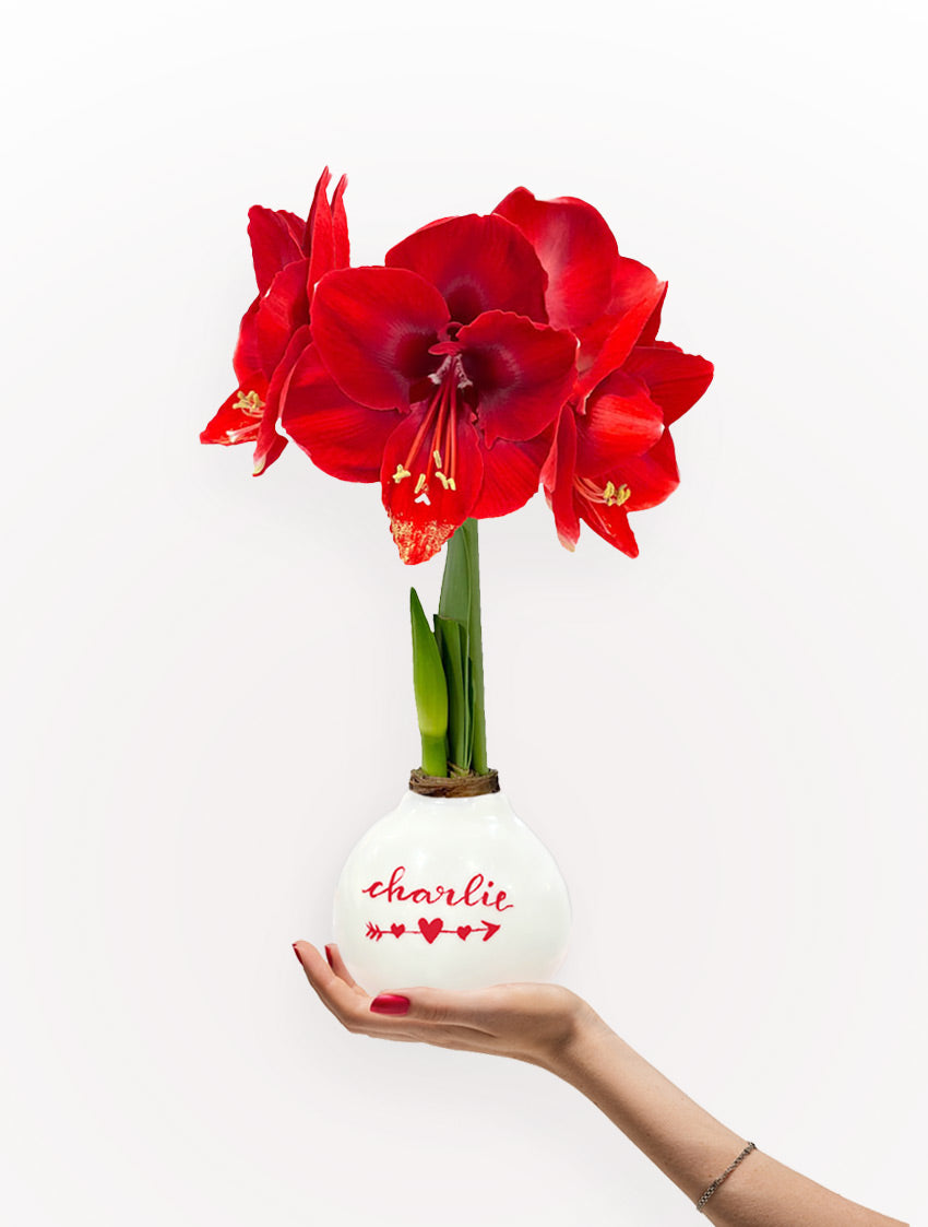 Personalized Valentine Waxed Amaryllis Bulb‎ with bold red blooms
