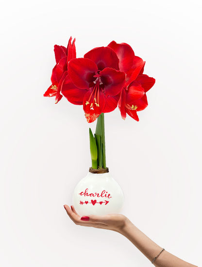 Personalized Valentine Waxed Amaryllis Bulb‎ with bold red blooms