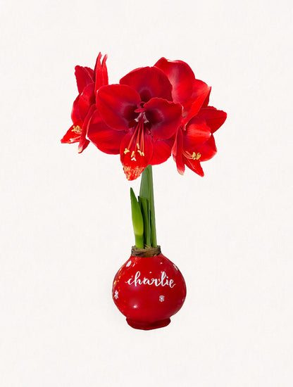 Personalized Winter Red Waxed Amaryllis Bulb‎ with bold red blooms