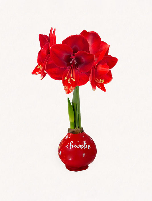 Personalized Winter Red Waxed Amaryllis Bulb‎ with bold red blooms image