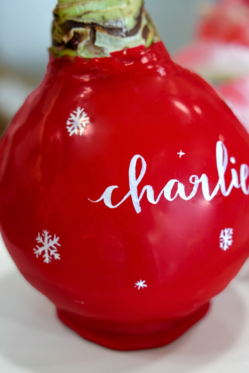 Personalized Winter Red Waxed Amaryllis Bulb‎ with bold red blooms