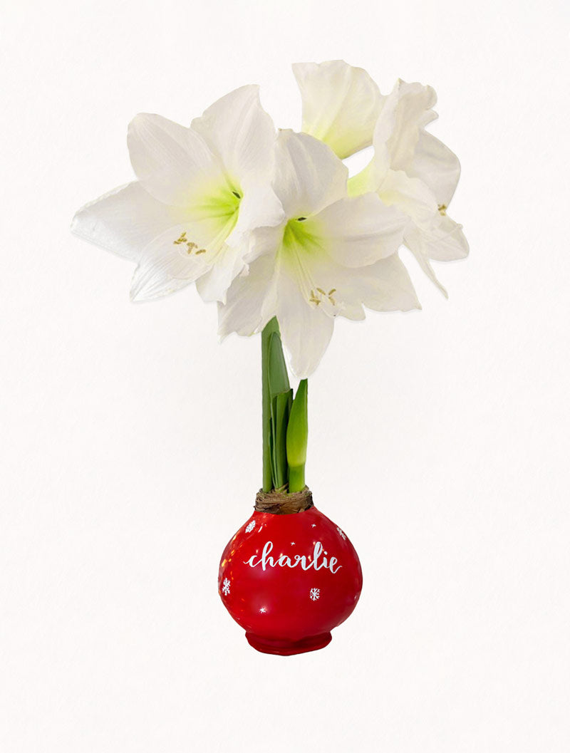 Personalized Holiday Red Waxed Amaryllis Bulb‎ with bright white blooms