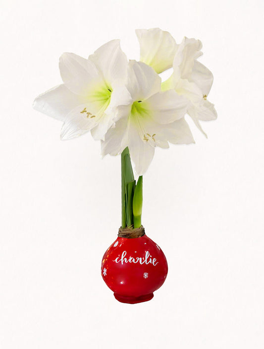 Personalized Holiday Red Waxed Amaryllis Bulb‎ with bright white blooms image