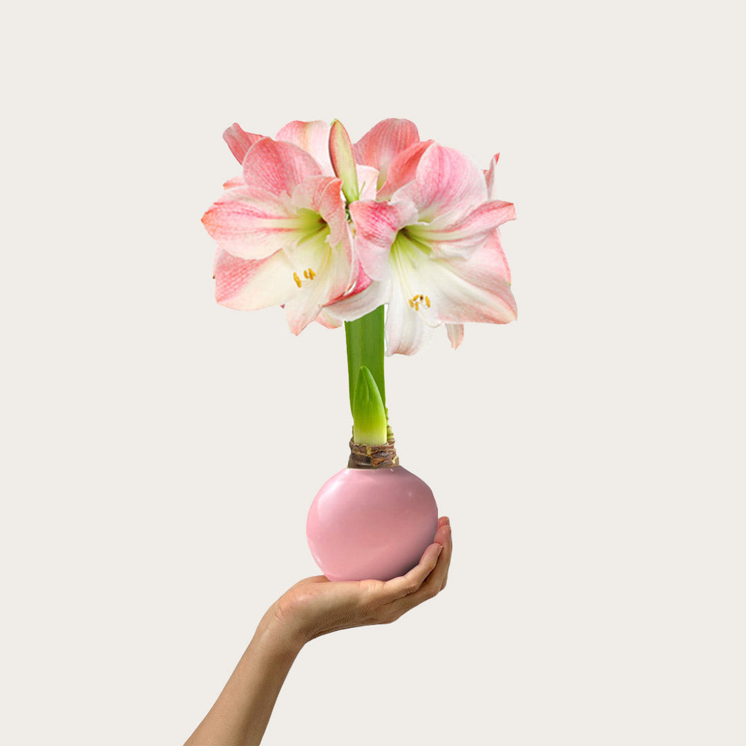 Hope Grows Waxed Appleblossom Amaryllis Bulb‎ in support of Breast Cancer Awareness Month