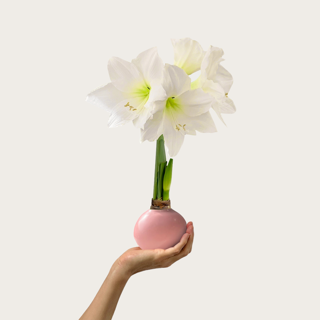 Spring Waxed Amaryllis Bulb‎ with white blooms