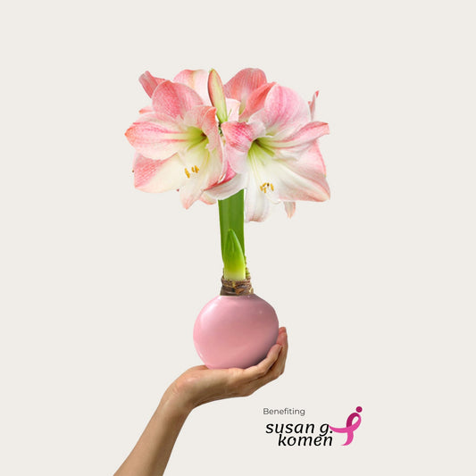 image of Hope Grows Waxed Appleblossom Amaryllis Bulb‎ in support of Breast Cancer Awareness Month 