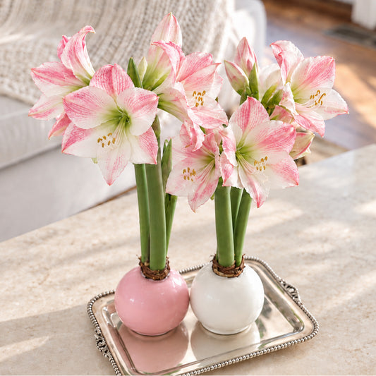 Hope Grows Waxed Appleblossom Amaryllis Bulb‎ in support of Breast Cancer Awareness Month image