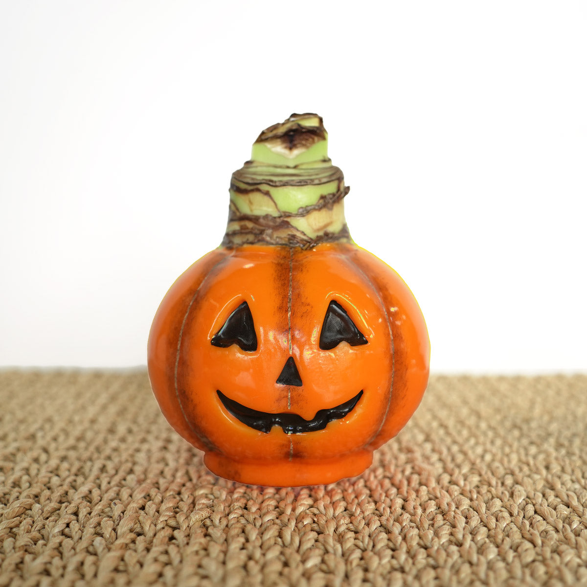Jack-O-Lantern Waxed Amaryllis Collector's Bulb‎ with sovereign blooms