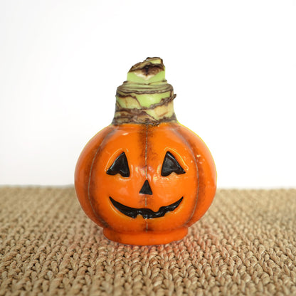 Jack-O-Lantern Waxed Amaryllis Collector's Bulb‎ with sovereign blooms