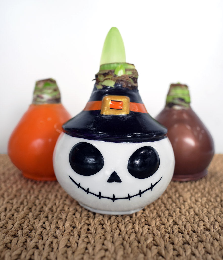 Skeleton Waxed Amaryllis Collector's Bulb‎ with sovereign blooms
