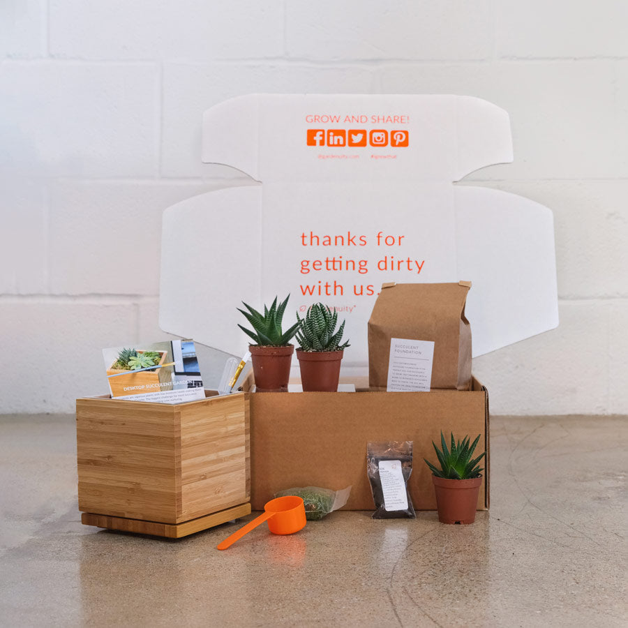 Succulent Desktop Garden