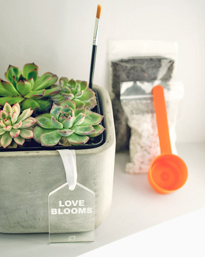 Succulent Bouquet Desktop Garden