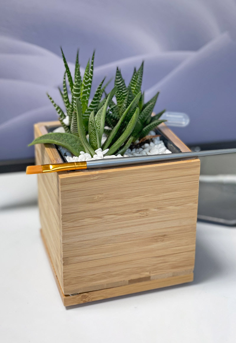succulent plant for office desk Succulent Desktop Garden Bamboo