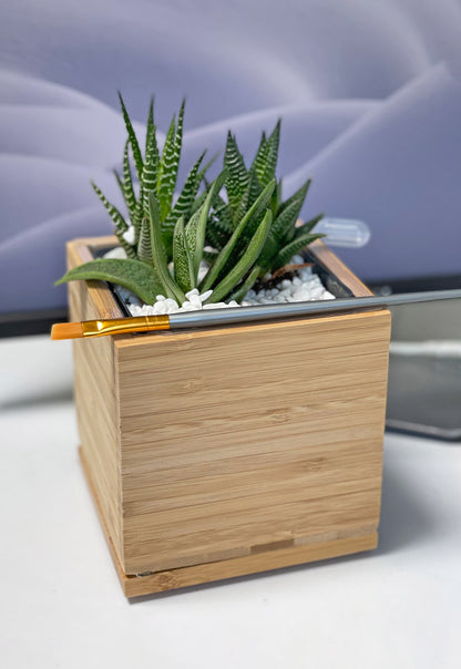 Succulent Desktop Garden
