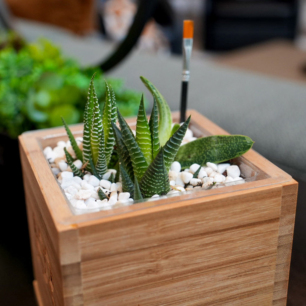 succulent house plant Succulent Desktop Garden Bamboo