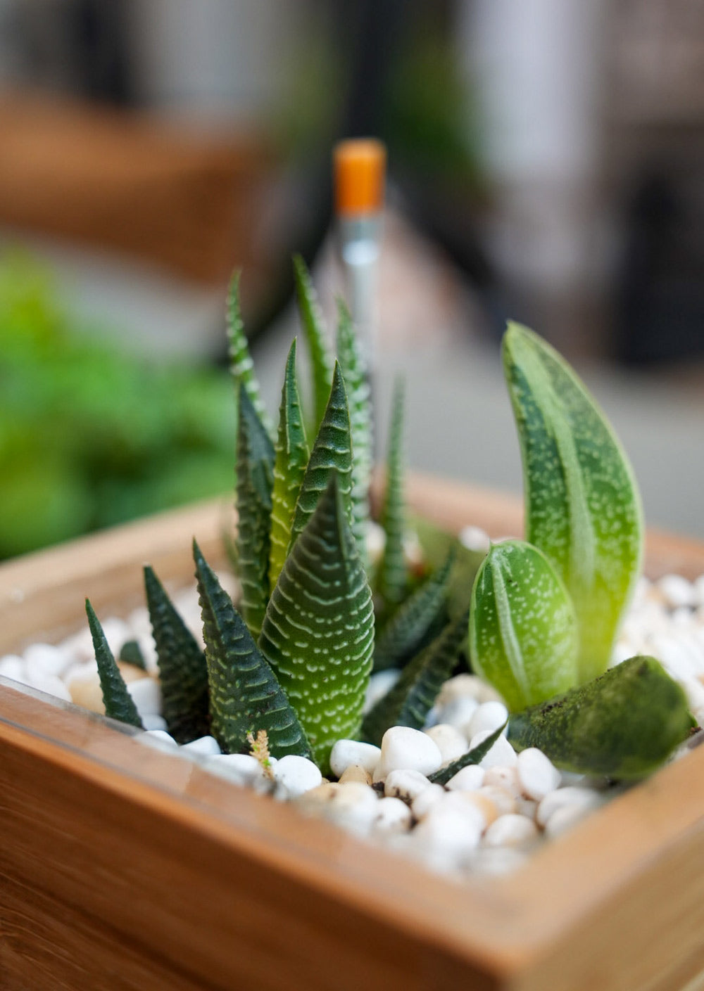 medium succulent plants Succulent Desktop Garden Bamboo