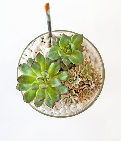 Succulent Terrarium Desktop Garden