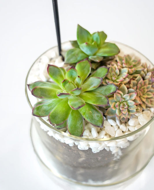 Succulent Terrarium Desktop Garden image
