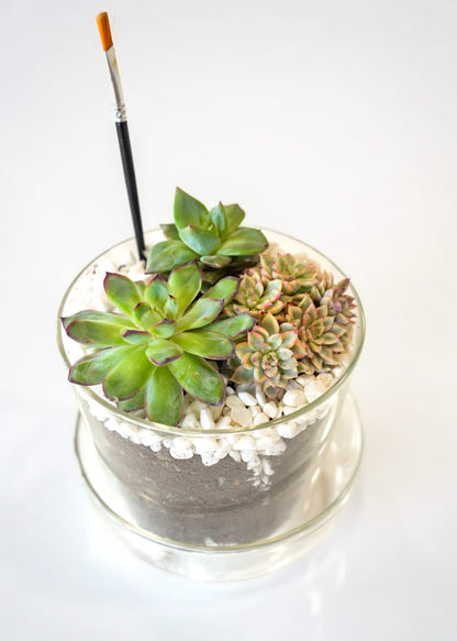Succulent Terrarium Desktop Garden