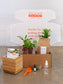 Tropical Indoor Desktop Garden in Bamboo Planter