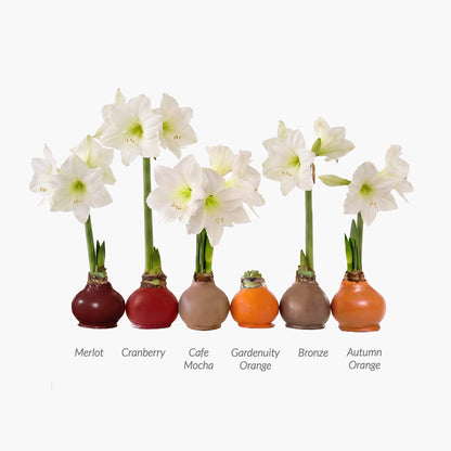 Fall Waxed Signature Amaryllis Bulb‎ with white blooms