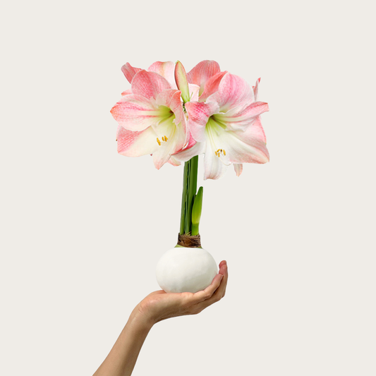 Spring Waxed Amaryllis Bulb‎ with appleblossom blooms