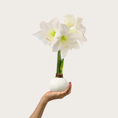 Spring Waxed Amaryllis Bulb‎ with white blooms