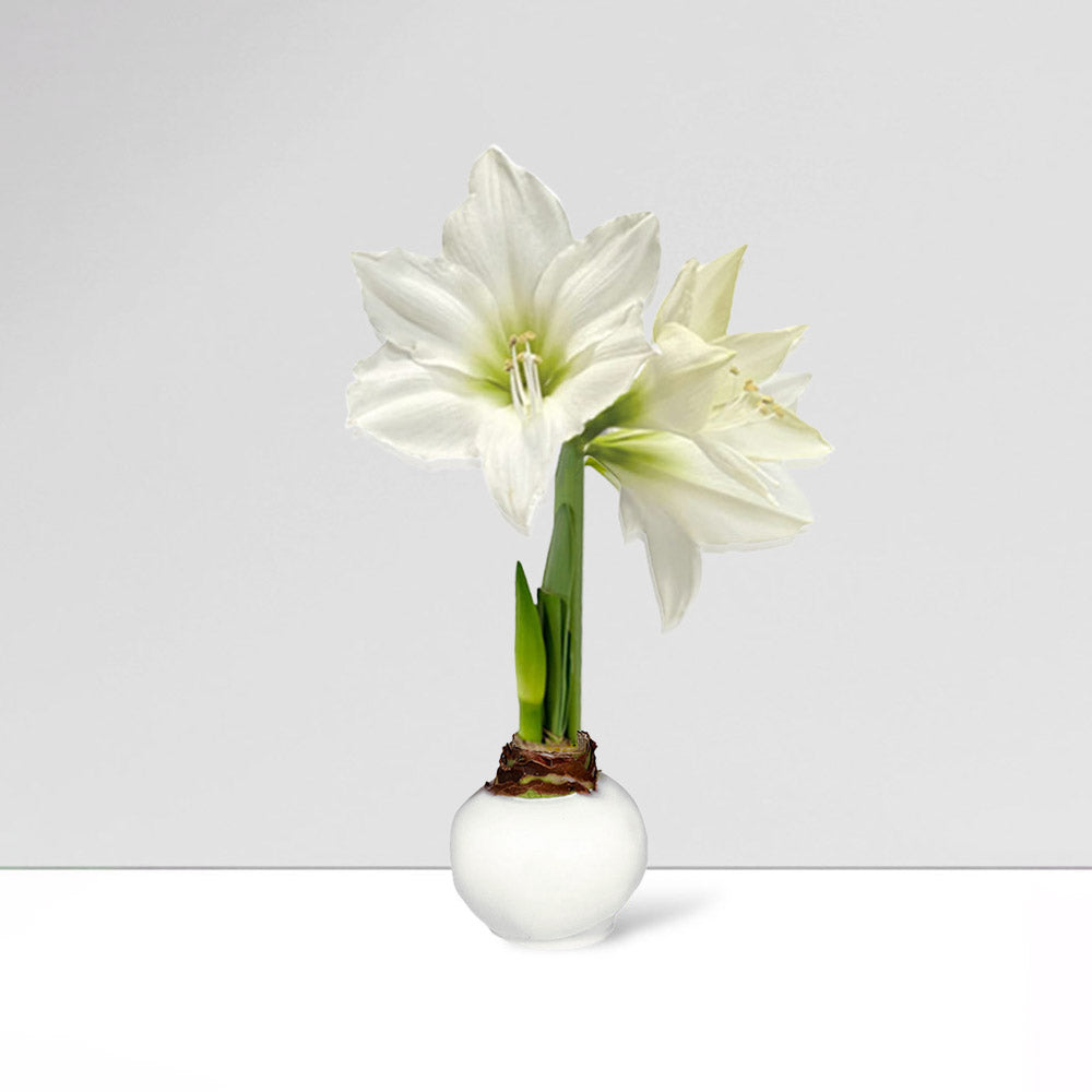 Fall Waxed Signature Amaryllis Bulb‎ with white blooms