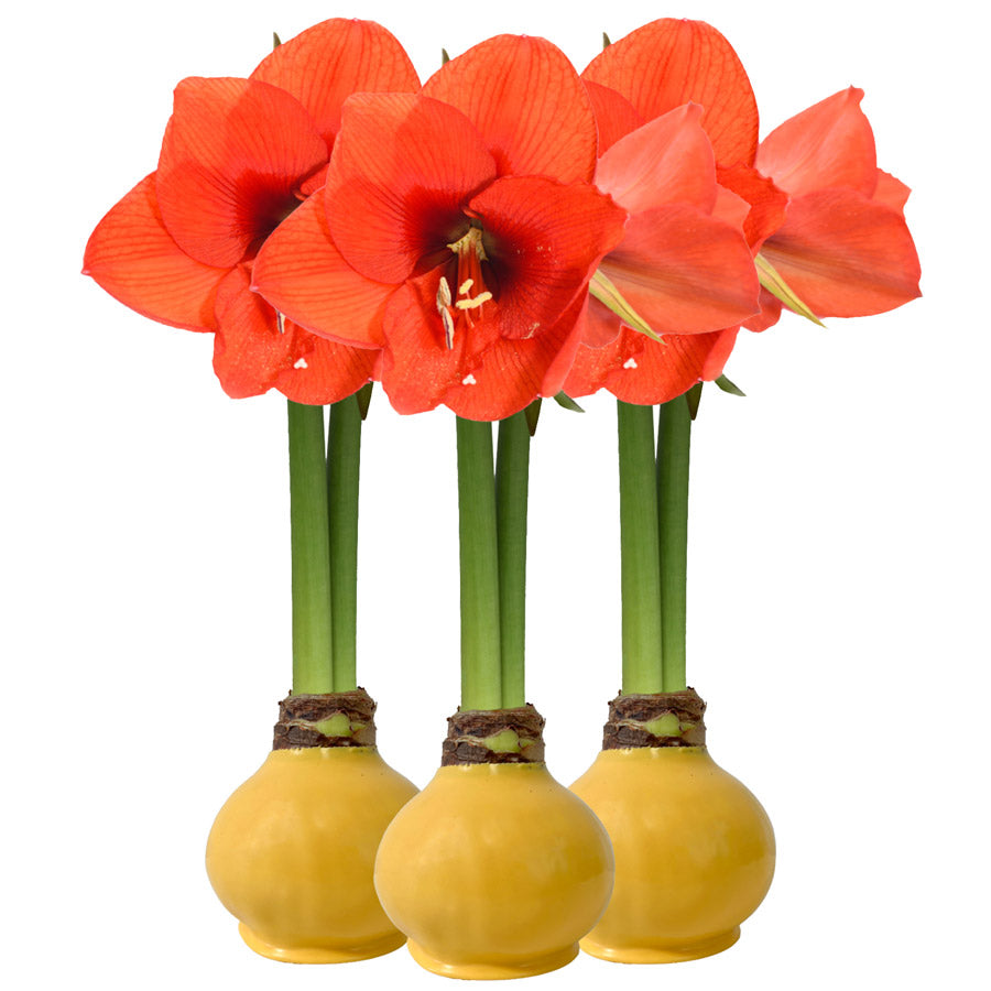 Yellow Waxed Amaryllis Bulb with sovereign blooms