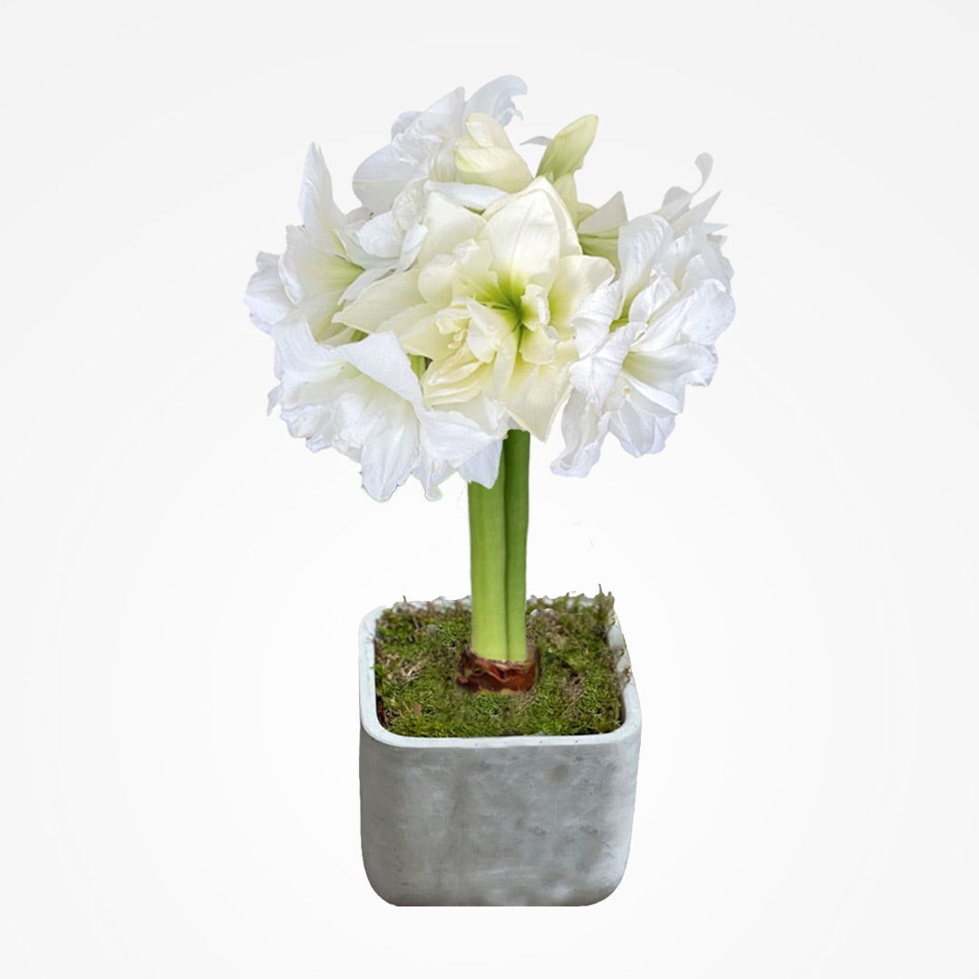 White Alfresco Hand-Planted Amaryllis Bulb‎ with voluminous, white blooms