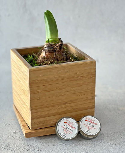 Alfresco Amaryllis Desktop Gift Set‎ with Gardenuity Lip Therapy