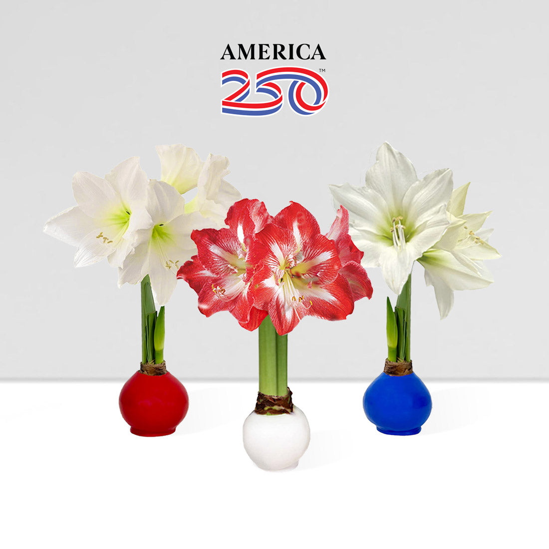 America250 Waxed Amaryllis Bulb Trio‎
