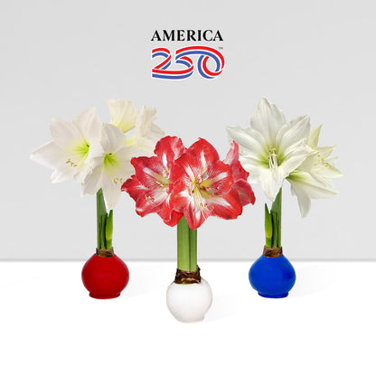 America250 Waxed Amaryllis Bulb Trio‎