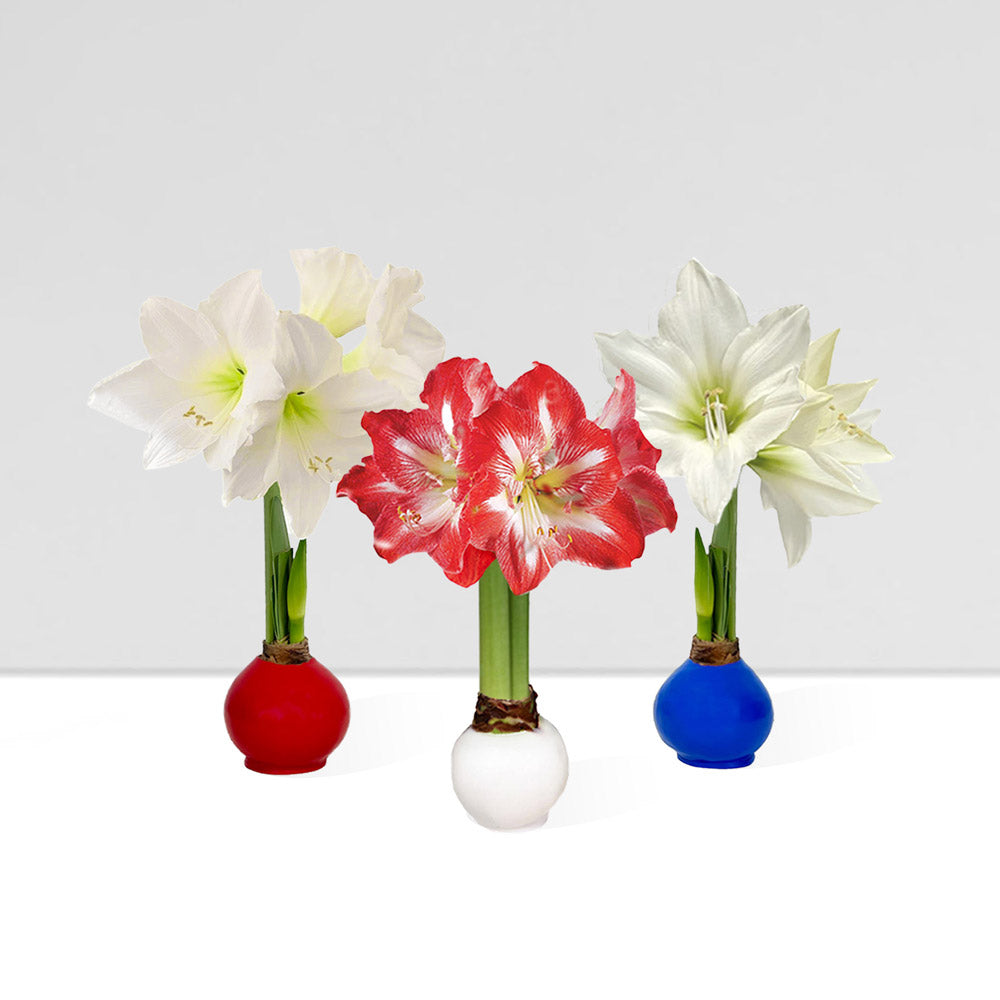 America250 Waxed Amaryllis Bulb Trio‎