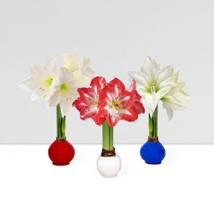 America250 Waxed Amaryllis Bulb Trio‎