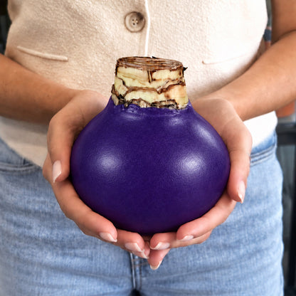 Jewel Tone Waxed Signature Amaryllis Bulb‎ with minerva blooms